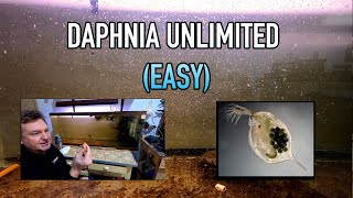 How I Raise Daphnia Water Fleas And You Can Too [upl. by Judah]