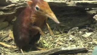 Baby Elephant Shrew  February 2009 [upl. by Tezzil]