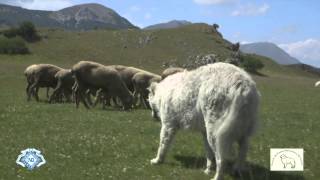 MaremmaAbruzzi Sheepdog Italian Pride ENG TRAILER HD 720p [upl. by Illib]