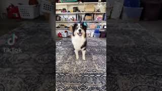 Dog makes a tiktok video [upl. by Kirsti]