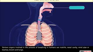 Respiration in Organisms  Class 7 [upl. by Osmund198]