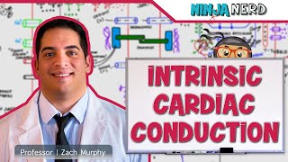 Cardiovascular  Electrophysiology  Intrinsic Cardiac Conduction System [upl. by Sualokin]