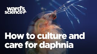 Caring and Culturing for Daphnia [upl. by Ikcaj]