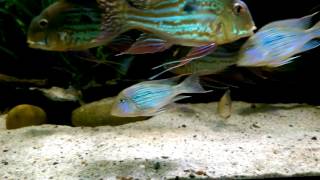 Geophagus Mirabilis [upl. by Rubia]