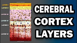 Cerebral Cortex Layers [upl. by Hyacintha]