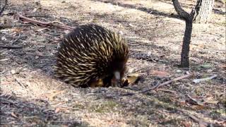 wild echidna walking [upl. by Aleunam993]