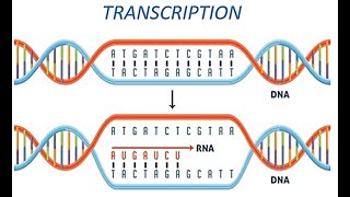 Transcription DNA to RNA [upl. by Yellat213]