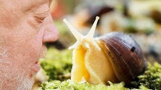 Hmm süße SCHNECKE  NORBERT ZAJAC  Zoo Zajac [upl. by Verda]