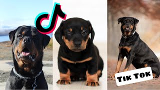 Rottweilers are so Cute and Funny  Rottweiler Tik Tok Compilation [upl. by Salomon926]