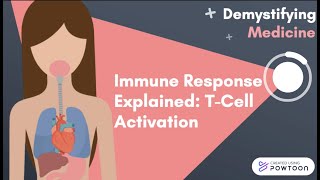 Immune Response Explained TCell Activation [upl. by Eidda]