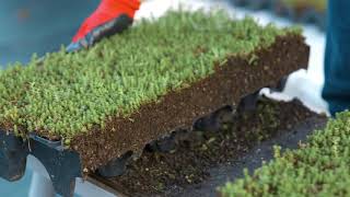 How To Install a Modular Green Roof [upl. by Dedrick]