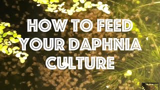 How To Feed Your Daphnia Culture [upl. by Ennayelhsa]