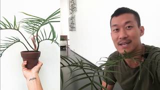 Philodendron Tortum Propagation [upl. by Dom]