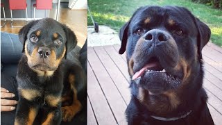 ROTTWEILER  BARKING and HOWLING PUPPY vs GROWN UP [upl. by Valerlan]