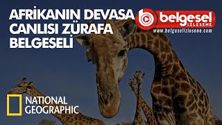 Afrikanın Devasa Canlısı Zürafa Belgeseli  Türkçe Dublaj [upl. by Moule975]