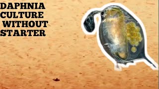 HOW TO CULTURE DAPHNIA NATURALLY WITHOUT A STARTER [upl. by Hultin825]