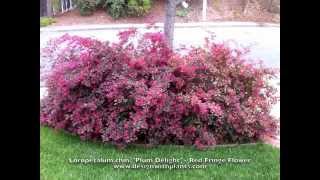 Loropetalum chinesis Plum Delight  Chinese red fringe flower [upl. by Shetrit]