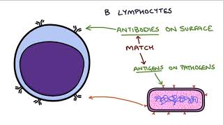 Understanding the Cells of the Immune System [upl. by Vergne2]