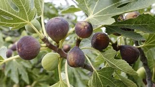 How to Grow Figs  Complete Growing Guide [upl. by Aicelav930]