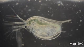 Daphnia magna under the Microscope [upl. by Haland797]