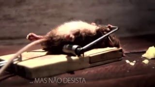 Motivação  Aprenda Resiliência com o Ratinho  engraçado [upl. by Anjali156]