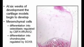 Embryology Limb Development [upl. by Teemus]