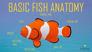 Fish Anatomy [upl. by Keary]