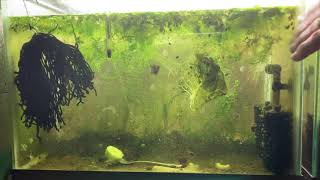 Scuds Daphnia Cherry Shrimp Copepods My aquatic food culture [upl. by Abbub844]