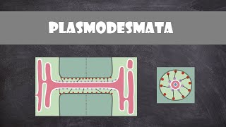 Plasmodesmata Structure and Function  Plant Biology [upl. by Indys]