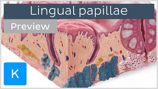 Lingual papillae of the tongue preview  Human Anatomy  Kenhub [upl. by Arihsa]