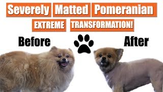 Matted Pomeranian Gets Shaved  Pet Grooming Transformation [upl. by Anhpad282]