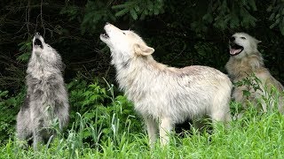 Wolf Howl Trio [upl. by Kazue]