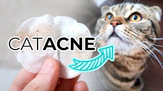 FELINE ACNE TREATMENT FROM HOME How To Remove Cat Acne or Blackheads From Your Cats Chin [upl. by Sandberg]