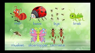 Grade 1 Afrikaans FAL  Insekte Insects [upl. by Nannaihr269]