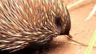 Kolczatka australijska Tachyglossus aculeatus [upl. by Roselane]