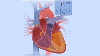 Electrical Conduction System of the Heart [upl. by Yenruoc674]