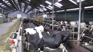 Dutch dairy farming [upl. by Aric]