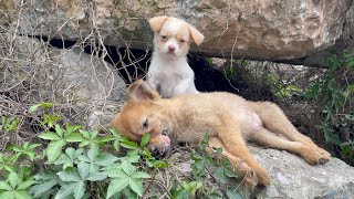 The cry for help of two dogs abandoned by their cruel owner on the side of the road and I saved them [upl. by Tnilf]