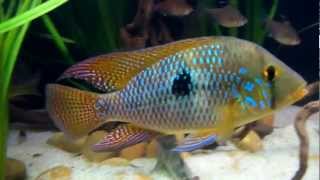 Geophagus sp Brasiliensis Uruguay [upl. by Mattland]