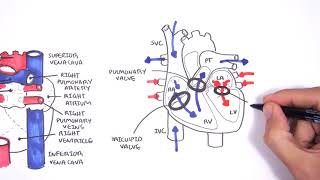 Introduction to Cardiac Heart Anatomy and the Chest Xray [upl. by Delp]