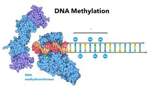 What Is Epigenetics In Simple Terms  DNA Sequencing – DrBerg [upl. by Netty]