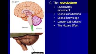 Neuroscience Subcortical Structures [upl. by Nilhsa]