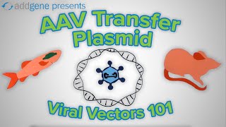 AAV Transfer Plasmids  Viral Vectors 101 [upl. by Daeriam330]