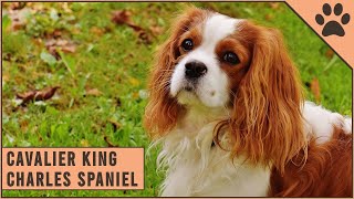 Cavalier King Charles Spaniel  Dog Breed Information [upl. by Billye309]