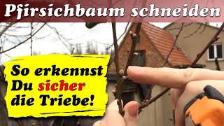 Pfirsichbaum schneiden im Frühjahr  Ulrich´s Hof [upl. by Ahsiener]