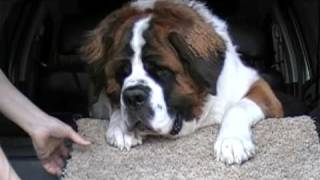 The Worlds Most Stubborn Dog Saint Bernard [upl. by Oinotnanauj]