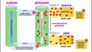 Types of Plant Tissues [upl. by Cirnek681]