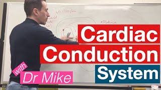 Cardiac Conduction System  Cardiology [upl. by Otanod]