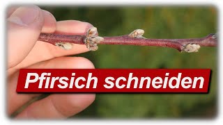 Pfirsichbaum schneiden  2 Jahre nach Profi Schnitt von schreiberbaum [upl. by Jentoft821]