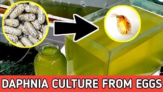 HOW TO HATCH DAPHNIA EGGS  HOW TO CULTURE DAPHNIA [upl. by Ane]